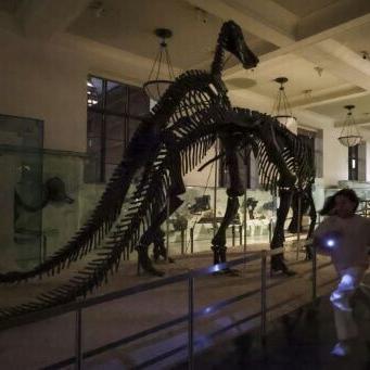 Children participate in a flashlight tour in the fossils exhibit during 'A Night at the Museum' at the American Museum of Natural History in New York City